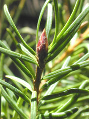 Pinaceae: needle leaves and bud of Coast Douglas-fir (Pseudotsuga menziesii)