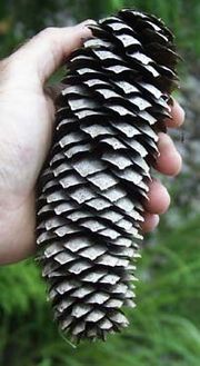 Pinaceae: cone of a Norway Spruce (Picea abies)