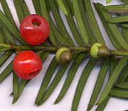 Taxaceae: the fleshy aril which surrounds each seed in the European Yew (Taxus baccata) is a highly modified seed cone scale