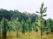 Young Longleaf Pine trees