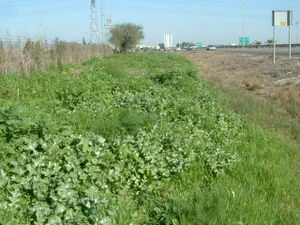 A mixed-species ruderal community on the side of road 40, north of the Yarqon River, Israel, where the natural topsoil was left after the road-building disturbance.