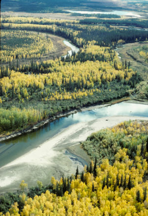 Aerial view of mixed aspen-spruce forest in Alaska