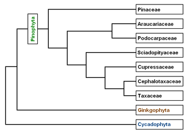 Phylogeny of the Pinophyta based on cladistic analysis of molecular data. Derived from papers by A. Farjon and C. J. Quinn & R. A. Price in the Proceedings of the Fourth International Conifer Conference, Acta Horticulturae 615 (2003)