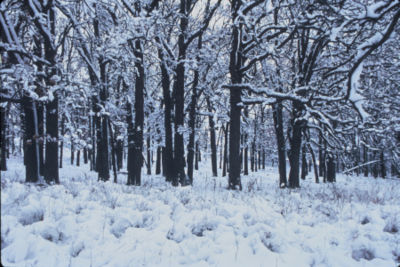 A temperate deciduous hardwood forest in the dormant season